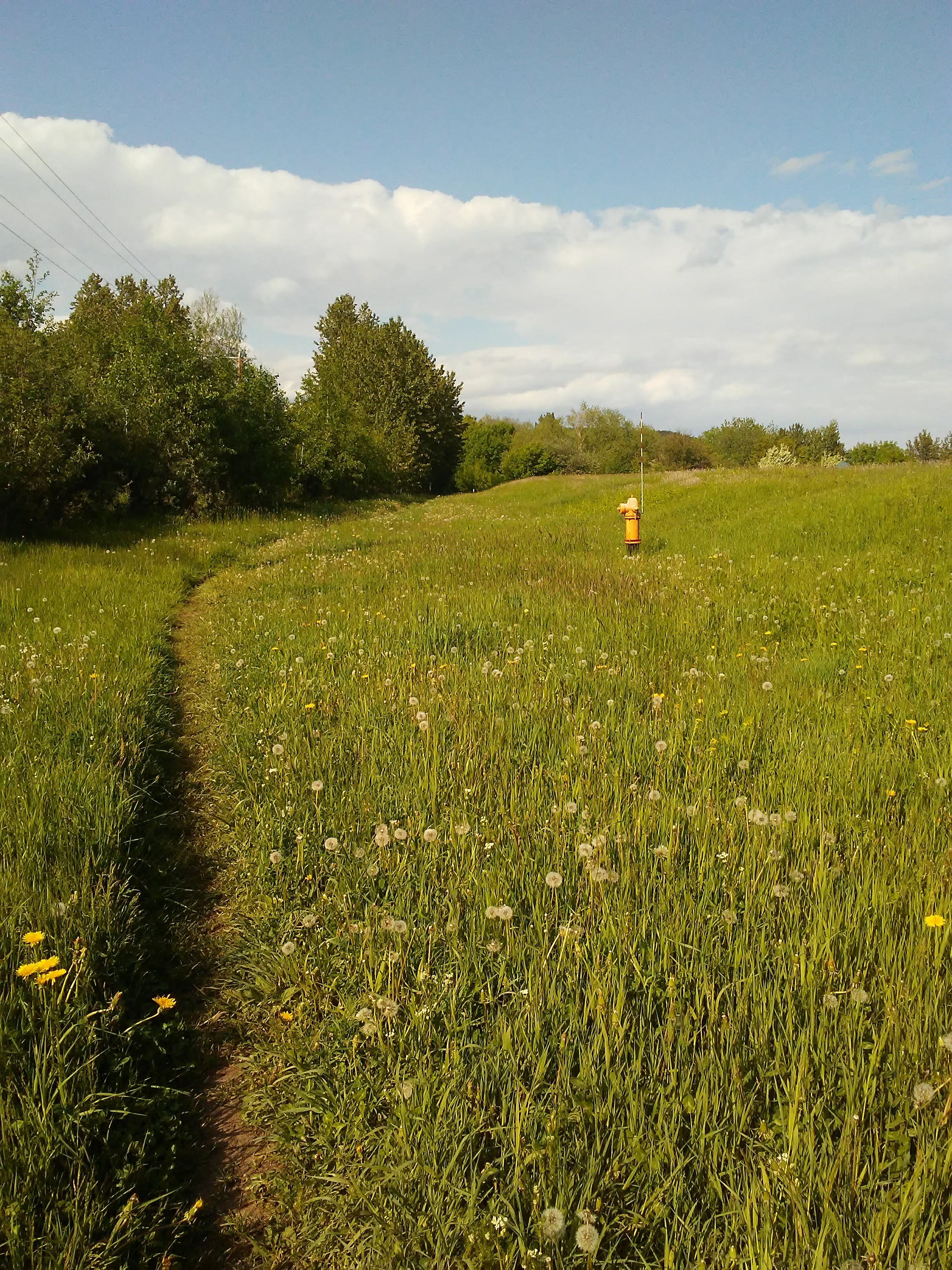 dirt path through long grass and a yellow fire hydrant