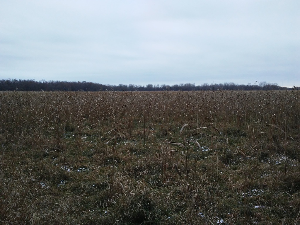 wetland in early winter. flat open field.